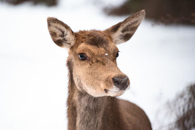 Portrait of mammal on snow covered land