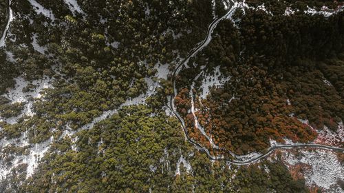 High angle view of trees in forest
