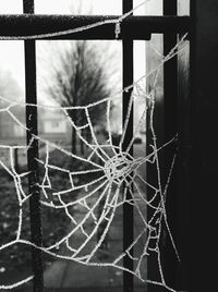 Close-up of spider web on window