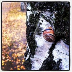 Close-up of tree trunk