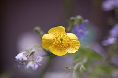 Close-up of yellow flowering plant