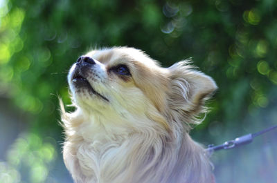 Close-up of a dog looking away