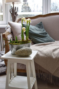 Potted plant on table at home