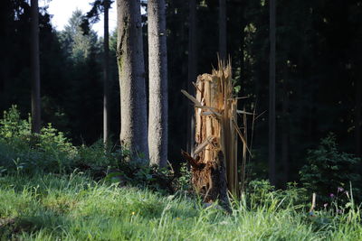 Trees growing on field in forest