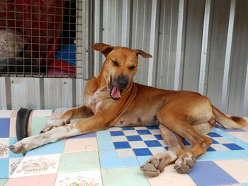 Dog resting on tiled floor at home