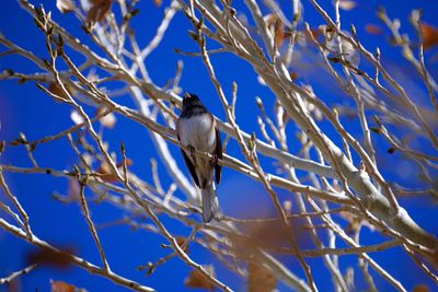 Low angle view of bird perching on branch against sky