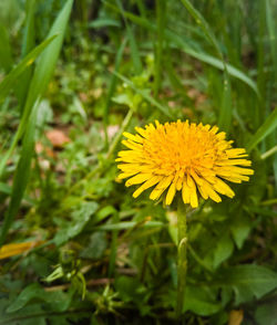 Close-up of yellow flowering plant on field