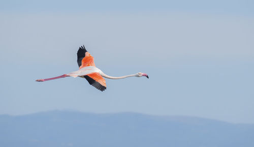 Low angle view of a bird flying