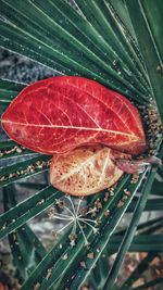 Close-up of autumn leaf