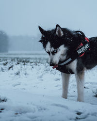 Dog standing on snow covered land