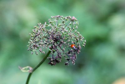 Close-up of ladybug on flower