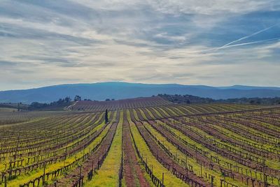 Scenic view of vineyard against sky