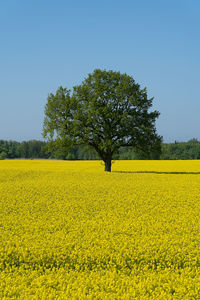 Yellow flowers on field against clear sky and a lonely tree