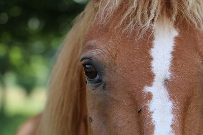 Close-up portrait of horse looking on camera
