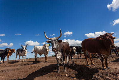 Cows on field against blue sky