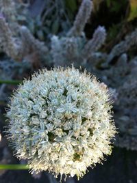 Close-up of white flowers