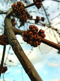 Close-up of fresh leaf against sky
