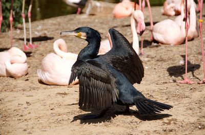 Close-up of birds