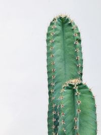 Close-up of cactus plant