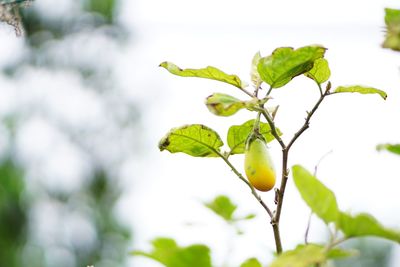 Low angle view of plant growing on tree