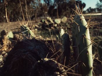 Close-up of person standing on field in forest