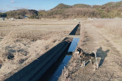 View of dog on the road