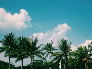 Low angle view of palm trees against sky