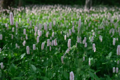 Close-up of flowering plants on field