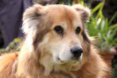 Close-up of dog looking away