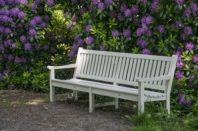 White bench amidst purple rhododendrons at former estate ockenburgh, now a public park, in the hague