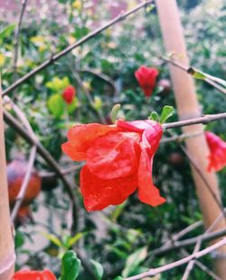 Close-up of red rose