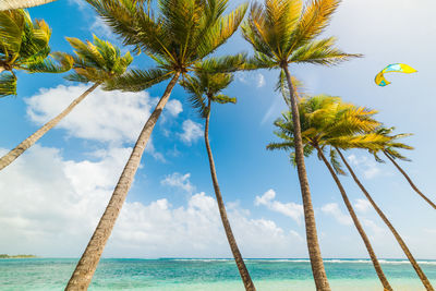 Low angle view of coconut palm tree against sky