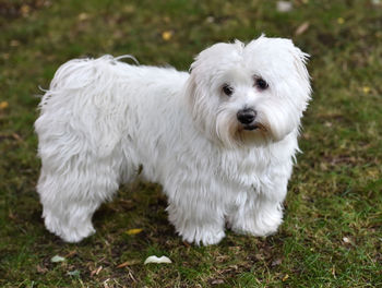 White dog on field