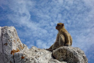 Low angle view of monkey sitting on rock