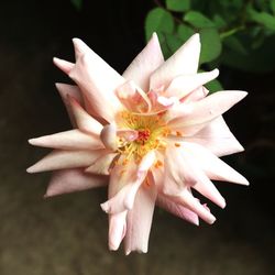 Close-up of pink flower