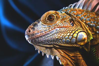 Close-up of a lizard