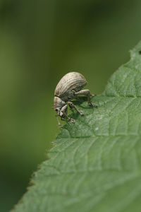 Natural vertical closeup on a small grey weevil beetle, philopedon plagiatus, eating on a leaf