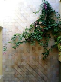 Close-up of ivy growing on wall