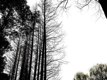 Low angle view of bare trees against clear sky