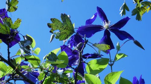 Low angle view of purple flowers against blue sky