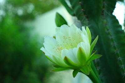 Close-up of white flowering plant