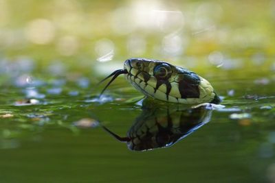 Close-up of turtle swimming in lake