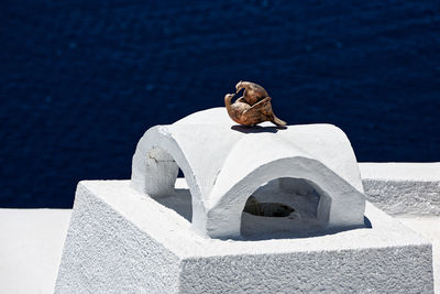 View of bird sitting on retaining wall