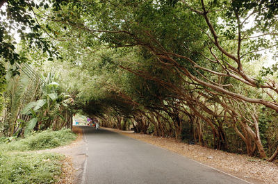 Road amidst trees in forest