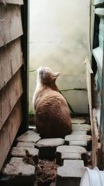 Close-up of cat sitting outdoors