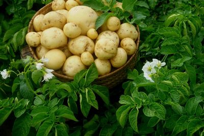 High angle view of vegetables in basket