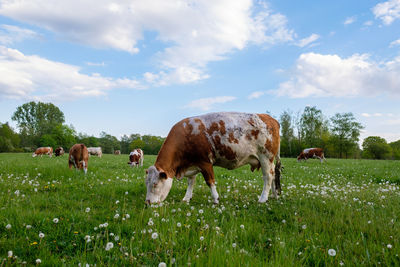 Cows grazing in a field