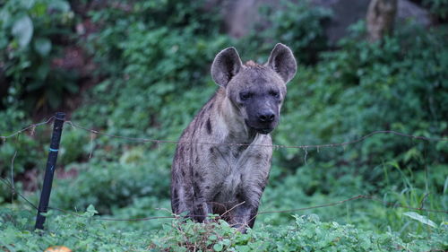 Portrait of an animal on land