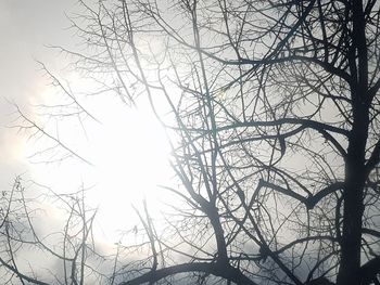 Low angle view of bare tree against sky