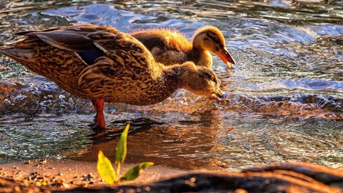 Duck in a lake